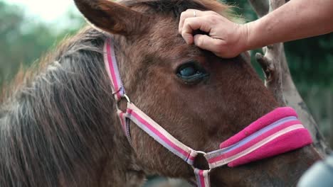 Mano-Acariciando-Suavemente-Un-Hermoso-Caballo