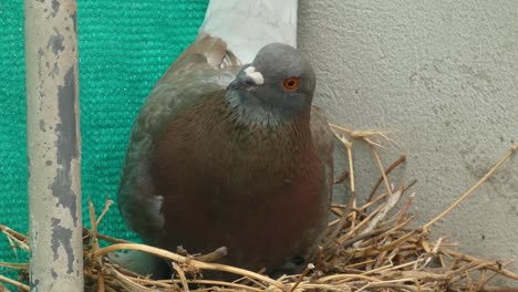 A common rock pigeon, Columba livia, sitting on it&#039;s nest made of straws and sticks on the ledge of a building
