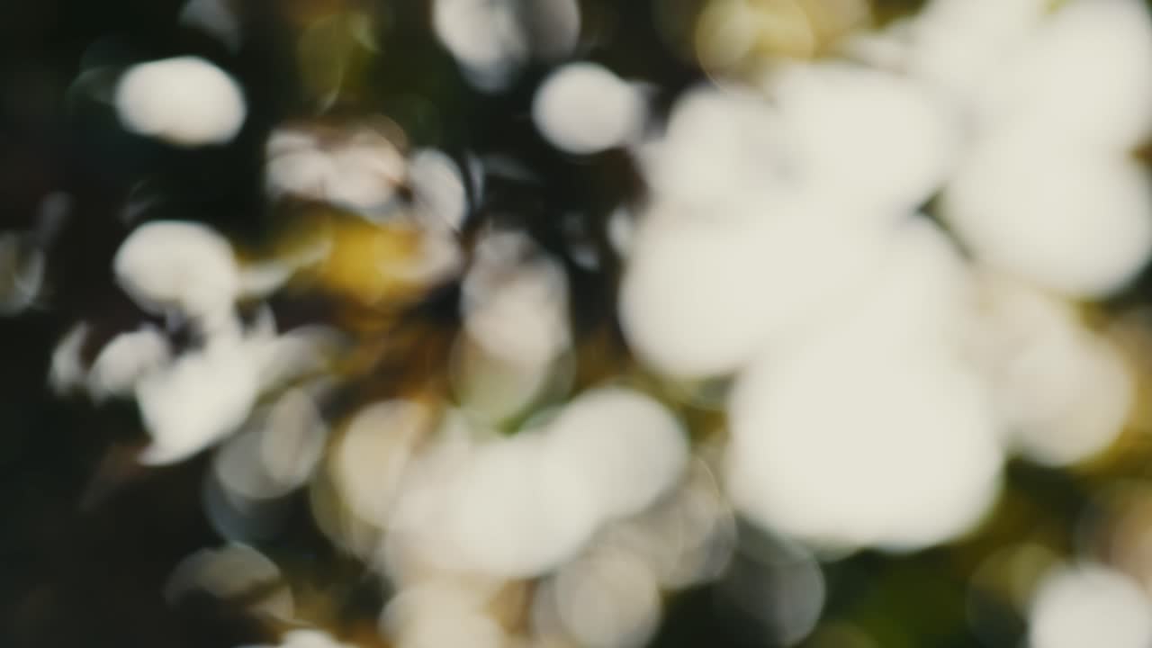 llamaradas abstractas y árboles bokeh cámara lenta 4k