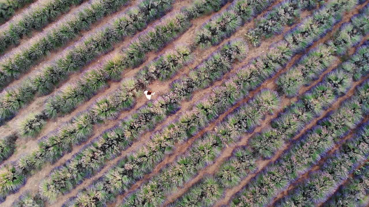 drone sigue desde arriba a una dama caminando en un campo de lavanda al atardecer
