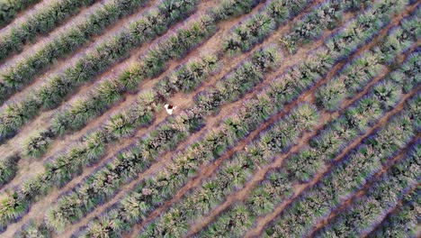 Drone-Sigue-Desde-Arriba-A-Una-Dama-Caminando-En-Un-Campo-De-Lavanda-Al-Atardecer