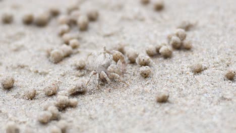 ghost crab moving sand on krabi beach