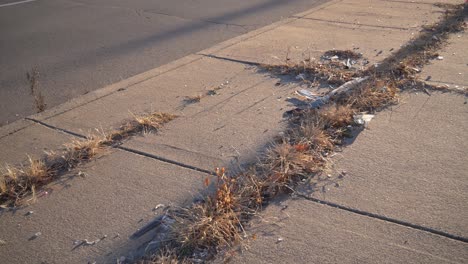 Gimbal shot of a Detroit side walk with overgrown weeds and broken grass during the evening in slow motion