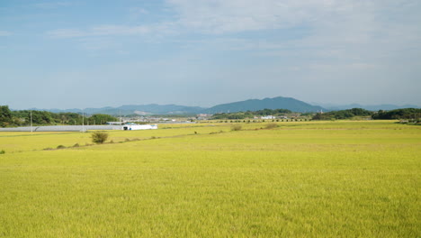 Campos-De-Cultivo-De-Arroz-Amarillo-Maduro-En-Gunsan,-Corea-Del-Sur