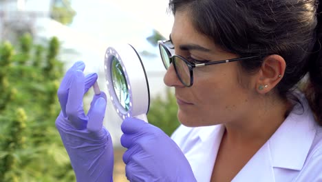 Female-scientist-examining-cannabis-plants-with-magnifier