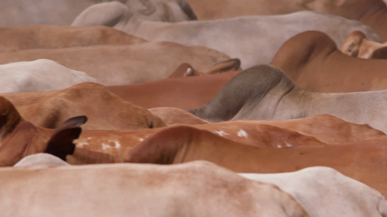 Primo piano delle gobbe dorsali di una mandria di bovini Boran.