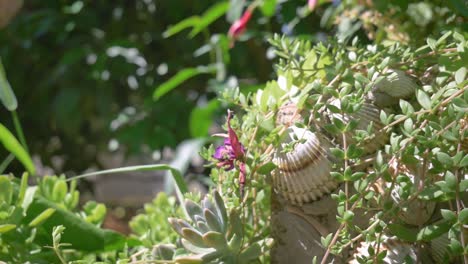 decorative stone wall decoration with seashells and green bushes growing over them