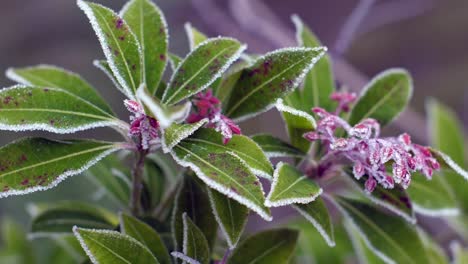 Gartenblumen,-Die-über-Nacht-Von-Einem-Winterfrost-Eingefroren-Wurden,-Blühen-Noch-Im-Winter