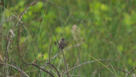 un diminuto reyezuelo, pájaro paseriforme marrón posado en una ramita, cantando y tuiteando bajo la luz del sol en un entorno pantanoso junto al lago