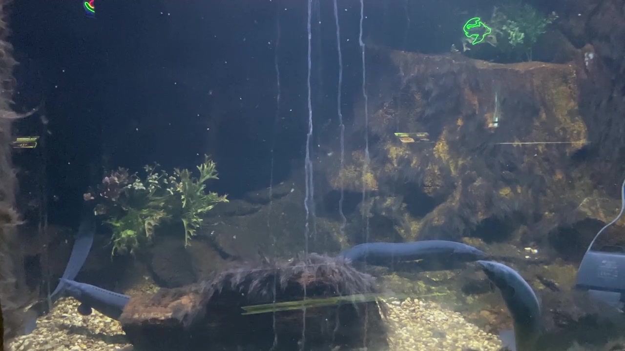 Lange ål svømmer i et mørkt akvarium