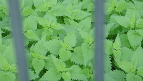 close shot of aromatic green mint style leaves in a garden behind a fence