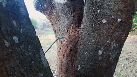 Close-up-static-shot-of-hand-with-stick-pulling-termite-mound-out-of-tree-trunk