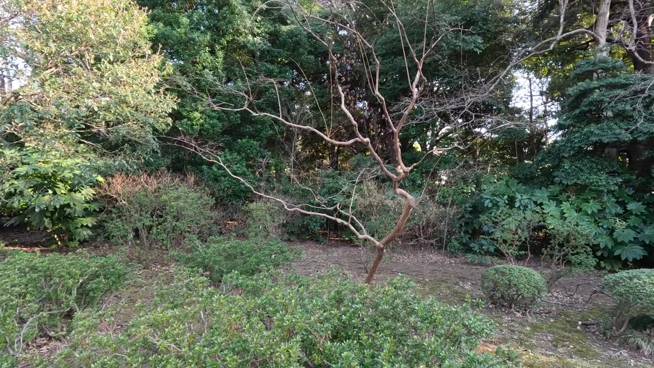 Ripresa panoramica di arbusti curati e alberi diversi in un sereno parco di Tokyo durante l'inverno