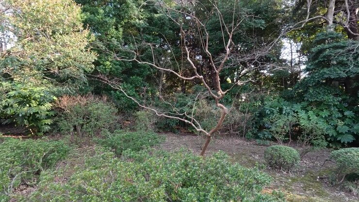 Ripresa panoramica di arbusti curati e alberi diversi in un sereno parco di Tokyo durante l'inverno