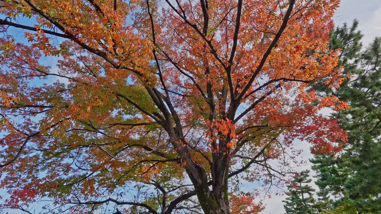 A large maple tree with a full canopy of vivid orange and red autumn leaves against a soft blue sky
