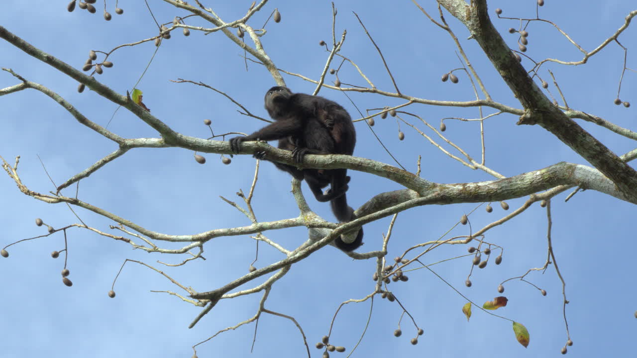 Slow motion shot of a Howler Monkey grasping onto a tree branch