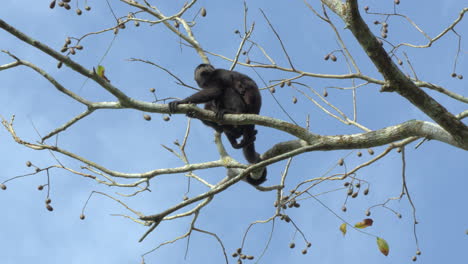 slow motion shot of a howler monkey grasping onto a tree branch