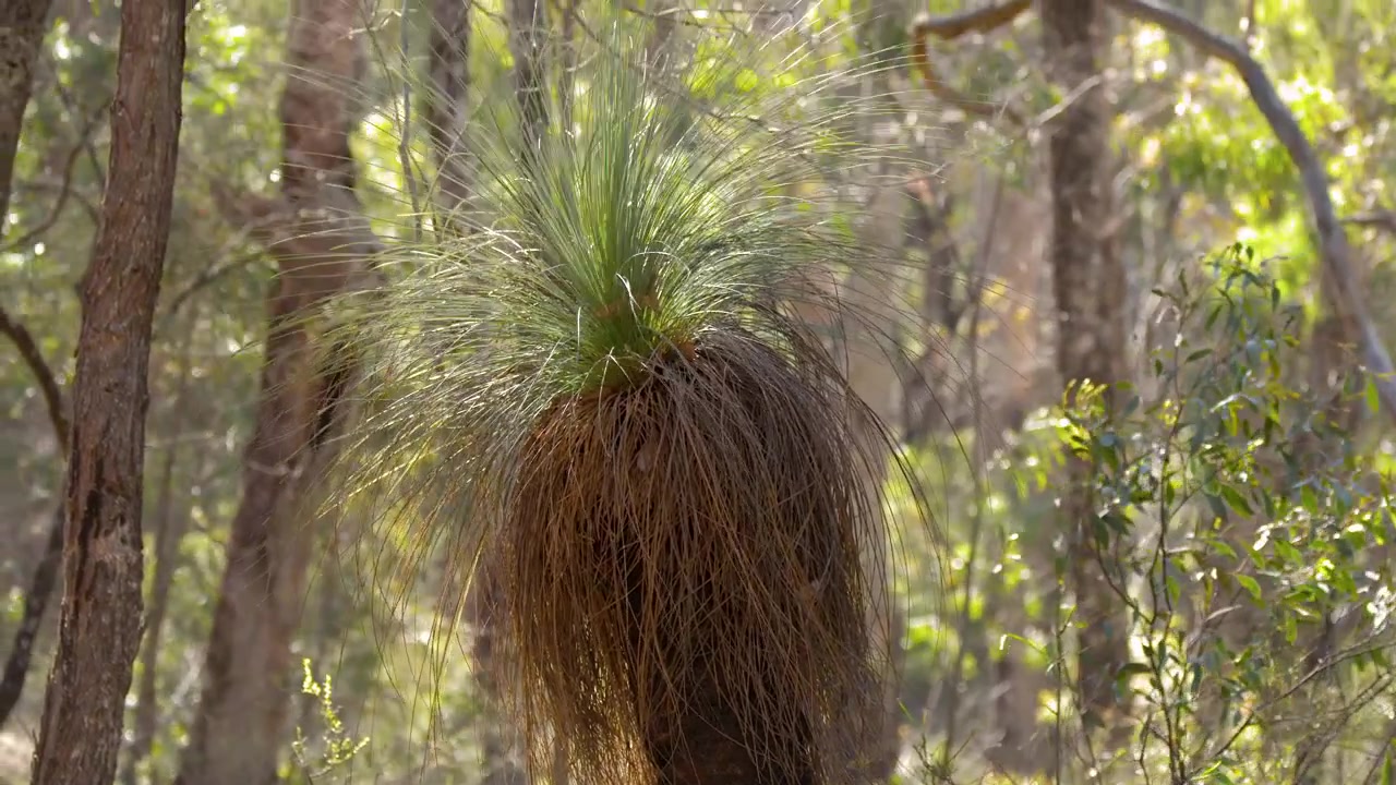 Inquadratura media statica di un albero di erba nativo all'interno di una foresta di eucalipti australiana baciata dal sole