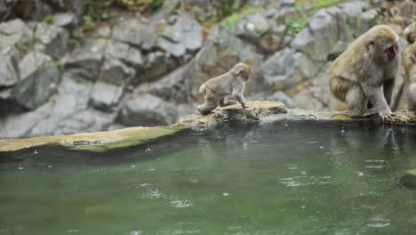 baby japanese snow monkey - macaque walk with adult macaque near a hot spring - onsen during light rain