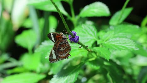 butterfly flutters over flowers in garden.