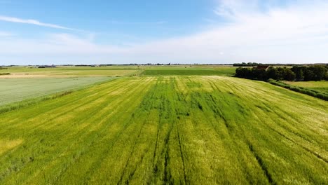 a drone shot flying forward, over a field with grains, a flat horizon on the island texel