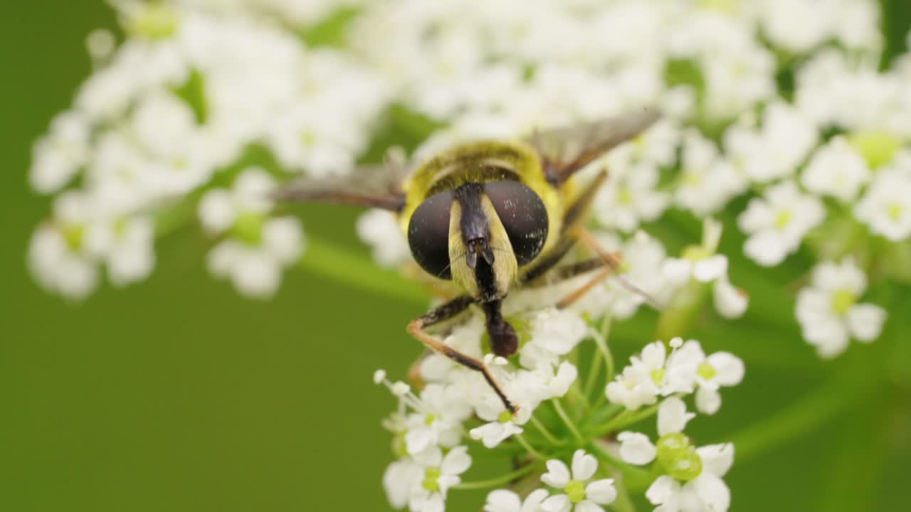 Close-up of a Hoverfly on White Flowers