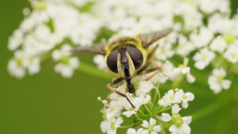 close-up of a hoverfly on white flowers