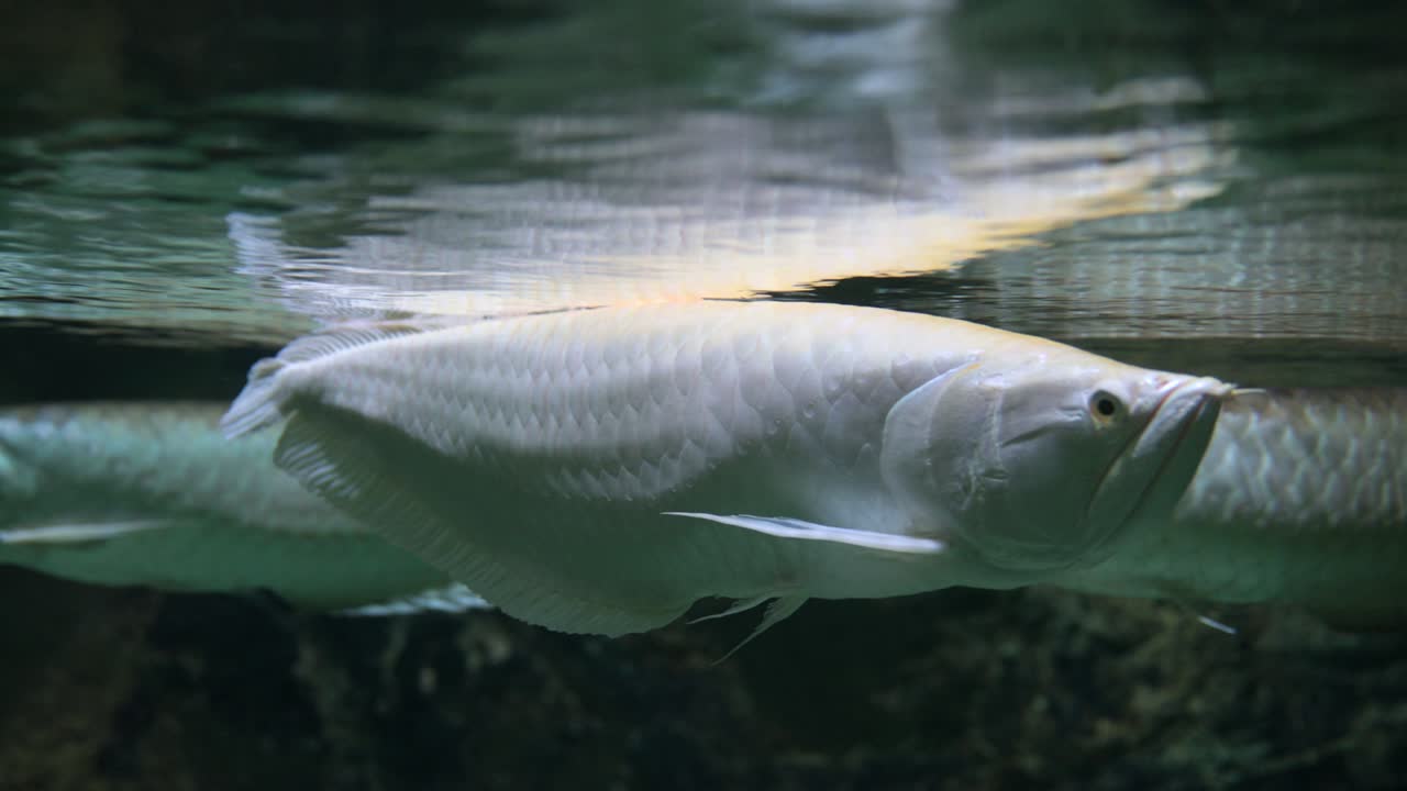 아라파이마 물속 물고기