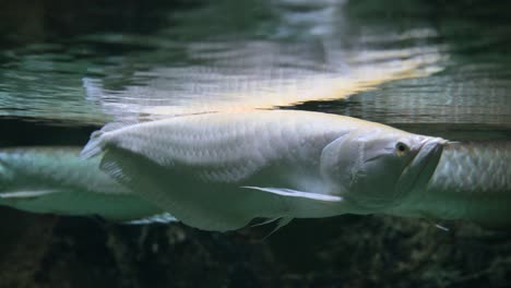pez arapaima bajo el agua