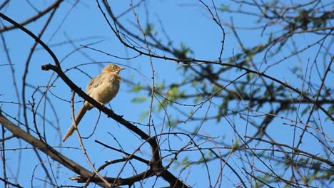 a bird cleans itself on a tree branch