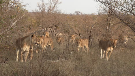 a pride of lions walk through the bushveld including two very rare white lions