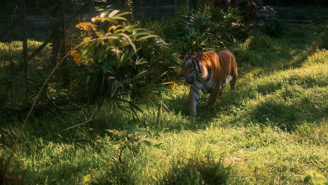 tiger in its enclosure at the zoo