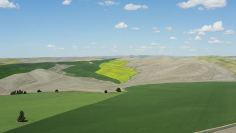 rural farm land in east washington with yellow canola flowers on hill, sunny day