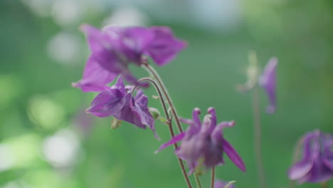 three-purple-flowers-are-shown-in-front-of-a-blurry-background