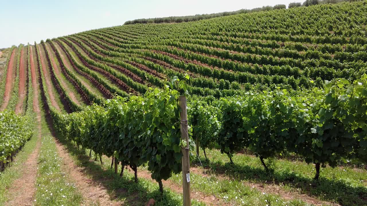 Paesaggio di vigneti nella Valle di Constantia di giorno - Ripresa panoramica