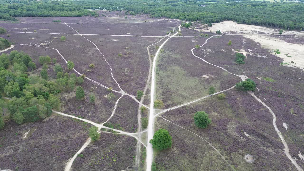 황무지 히스 보라색 들판 하늘 트랙 네덜란드