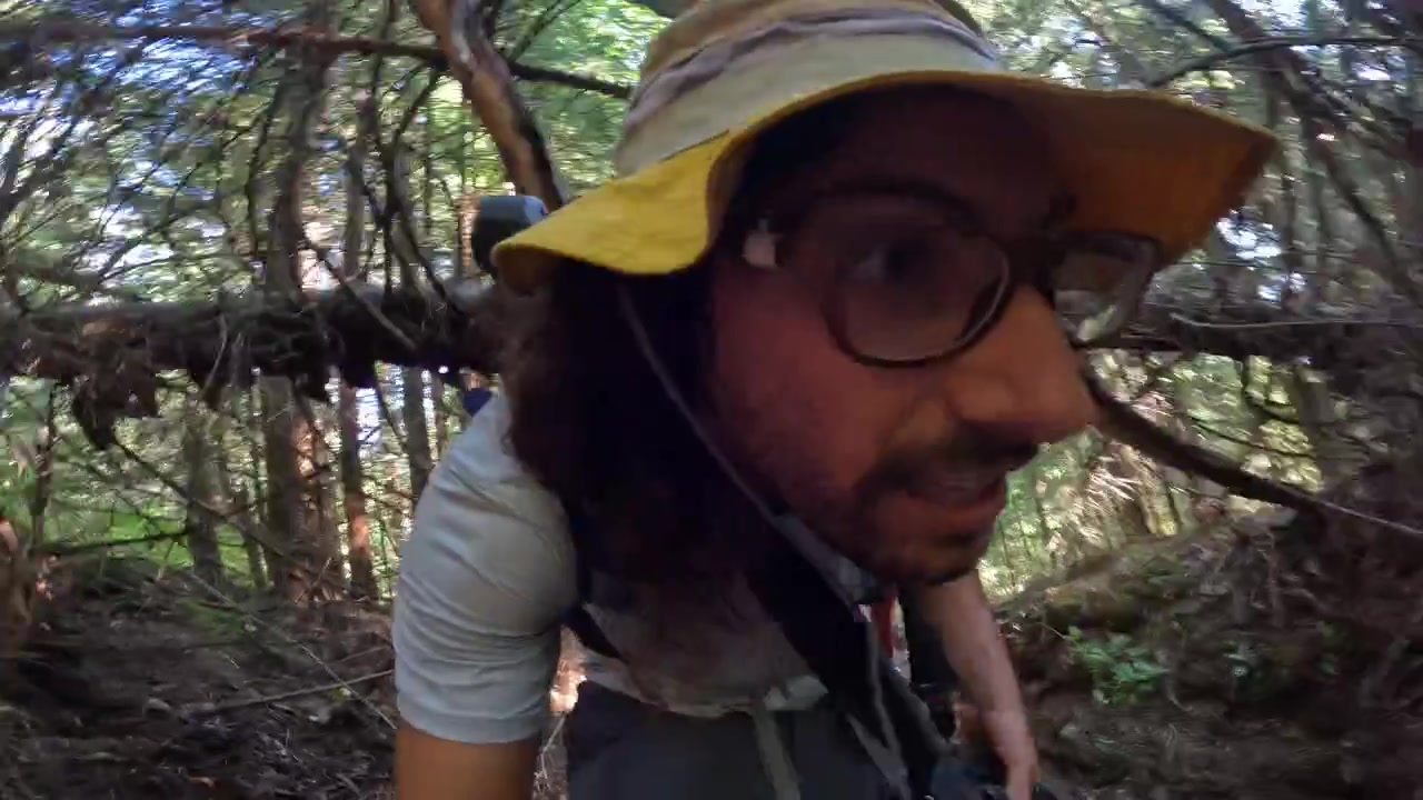 Esplorando la foresta con rami d'intralcio