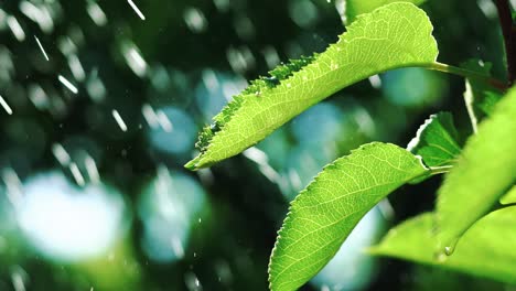 rain water drops fall on plant leaves. garden irrigation. slow motion.