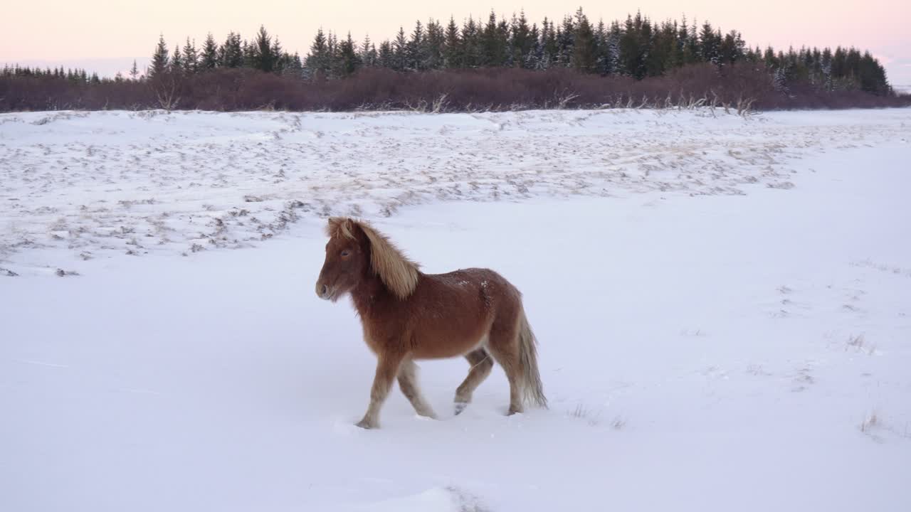 el pan liso a la izquierda sigue a un caballo islandés corto caminando en la nieve. día frío e invernal. toma media