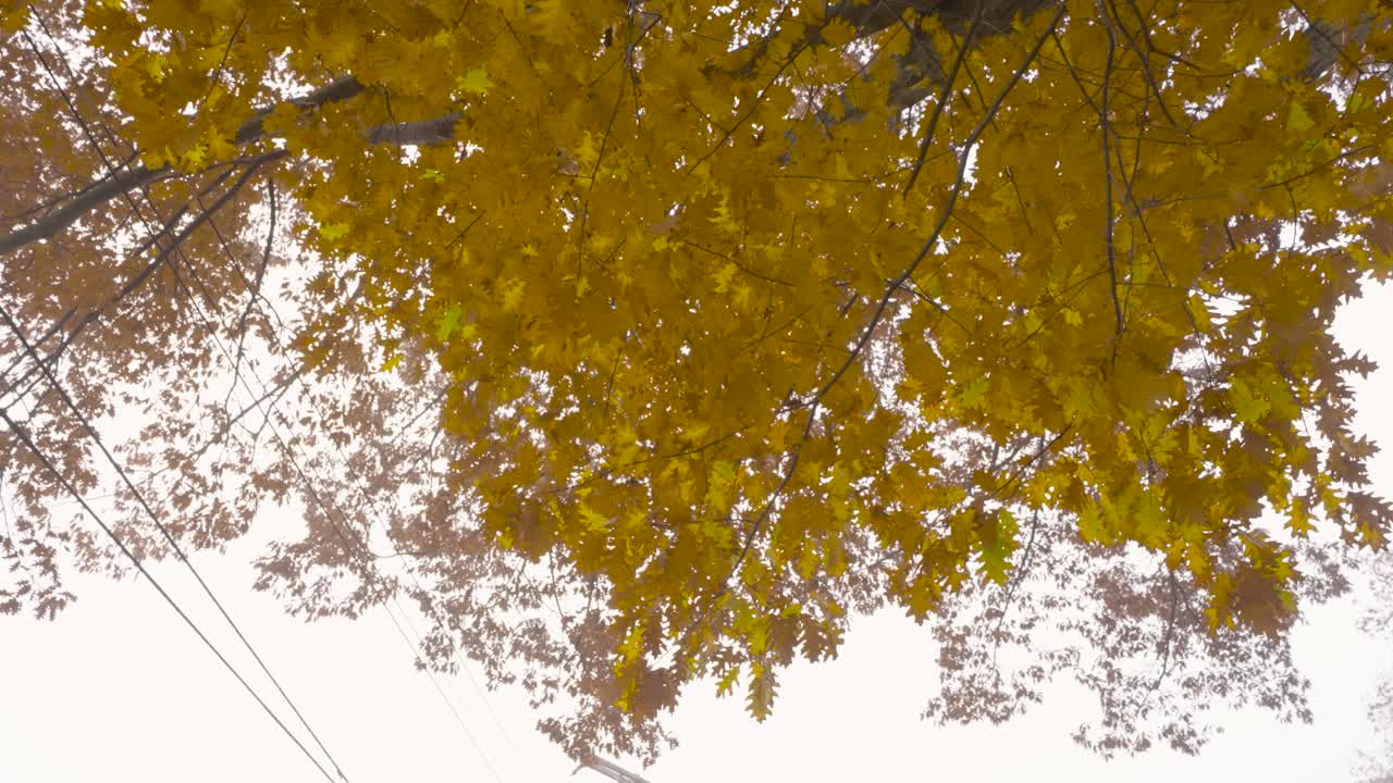 안개가 자욱한 가을날 밝은 노란색과 주황색 참나무 잎