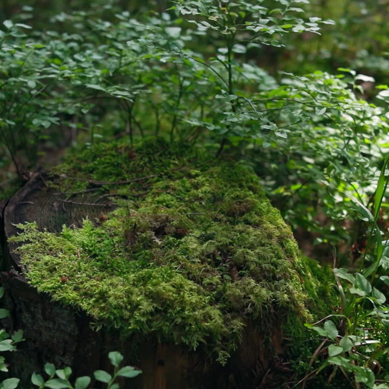 Muschio verde che ricopre l'albero
