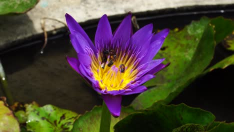 Purple-water-lily-flower-in-ornamental-garden-with-bees-in-its-stamens