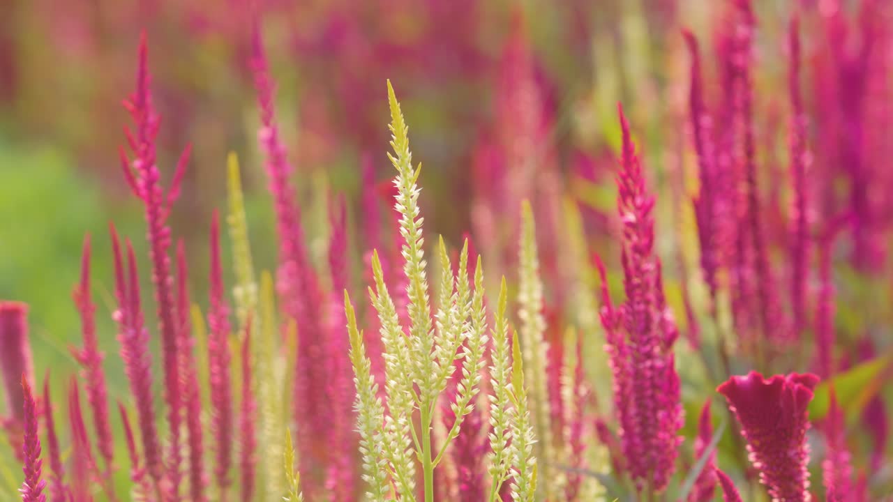 분홍색 노란색 꽃 식물 bokeh 배경