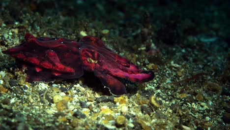 Sepia-Extravagante-Lembeh-Indonesia-4k-25fps