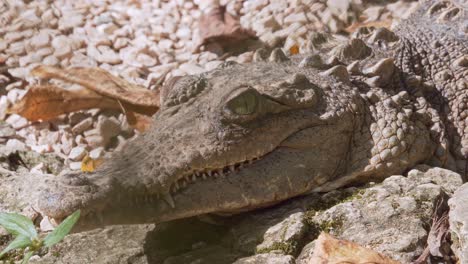 close-up of motionless crocodile on rocks. handheld footage