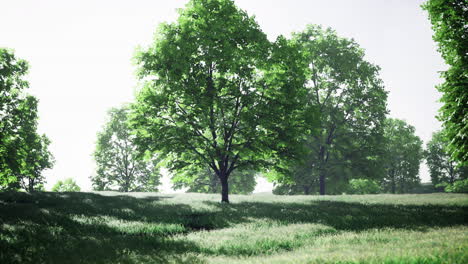 lush green landscape with vibrant trees and grass on a sunny day