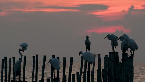 The-Great-Egret,-also-known-as-the-Common-Egret-or-the-Large-Egret