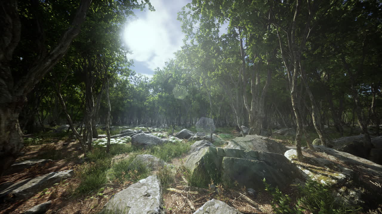 안개 가 가득 한 숲 에 있는 나무 의 뿌리