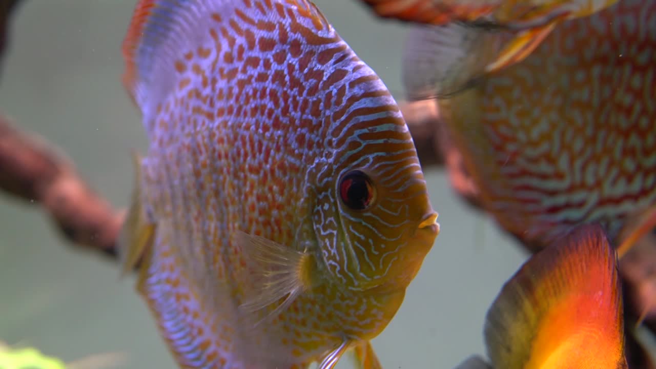 hermoso pez disco cíclido con color rojo y azul y patrón de salto nadando en el agua