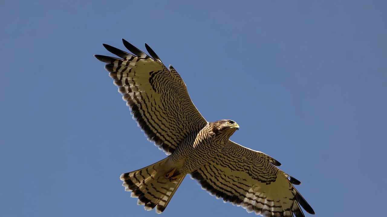 Aerial view of a hawk soaring against a clear blue sky, showcasing its wingspan